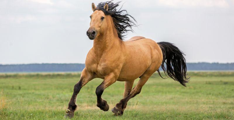 Photo de cheval