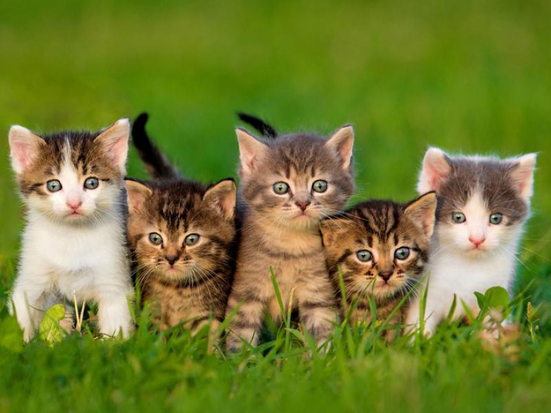 Photo de chats
