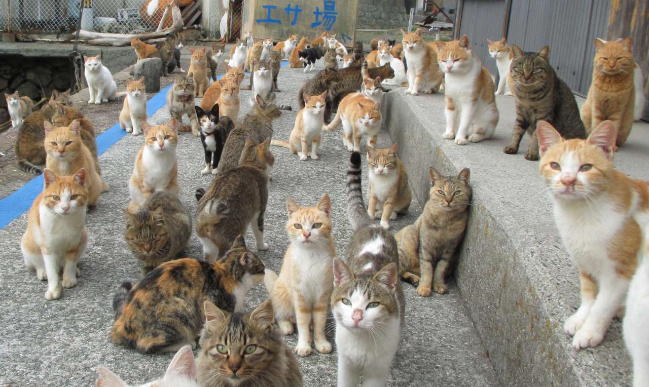 Photo de chat