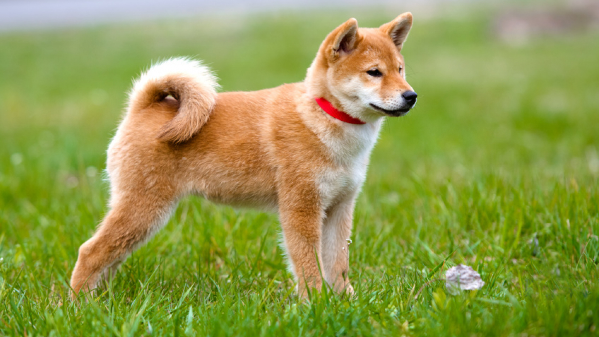 Photos de chiens