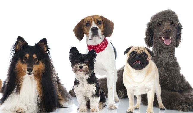 Photo de chien