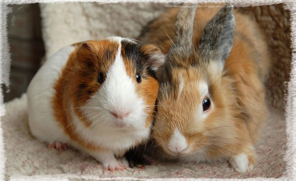 Photo de lapin et de cochon d'Inde