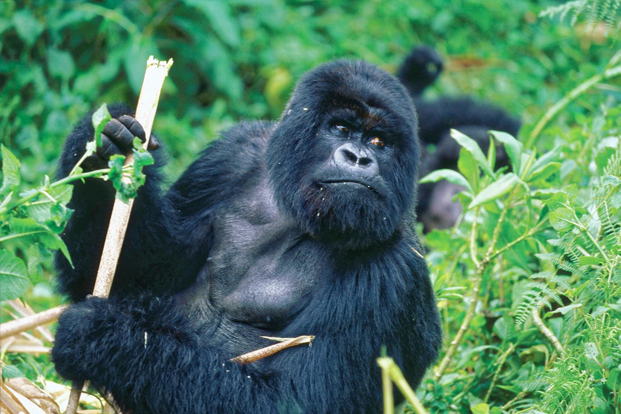 Photo de singe
